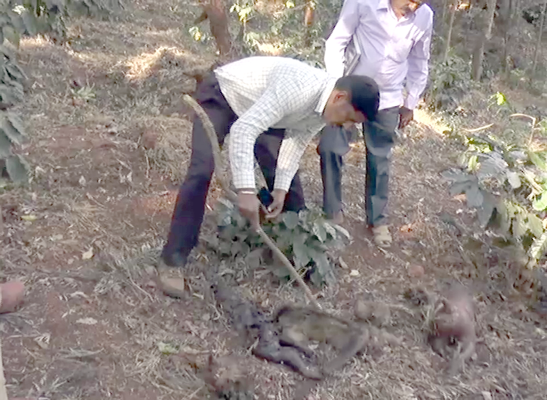 ಚಿಕ್ಕಮಗಳೂರು ಕಾಡಿನಲ್ಲಿ ಮಂಗಗಳ ಸರಣಿ ಸಾವು